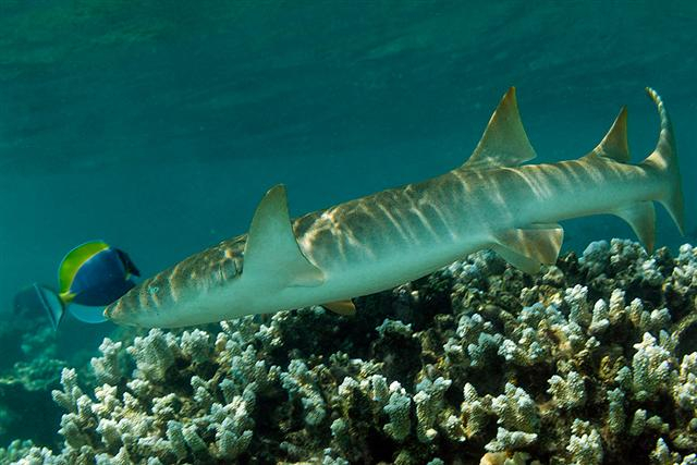  Nebrius ferrugineus (Tawny Nurse Shark)